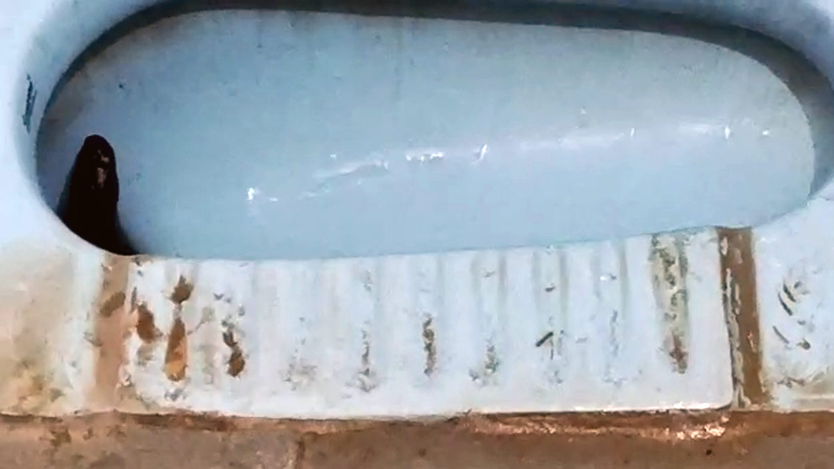  टॉयलेट की सीट से निकला कोबरा 