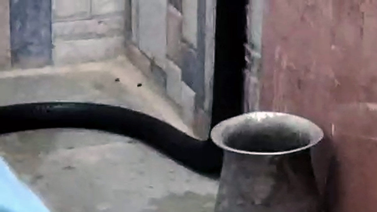 टॉयलेट की सीट से निकला कोबरा 