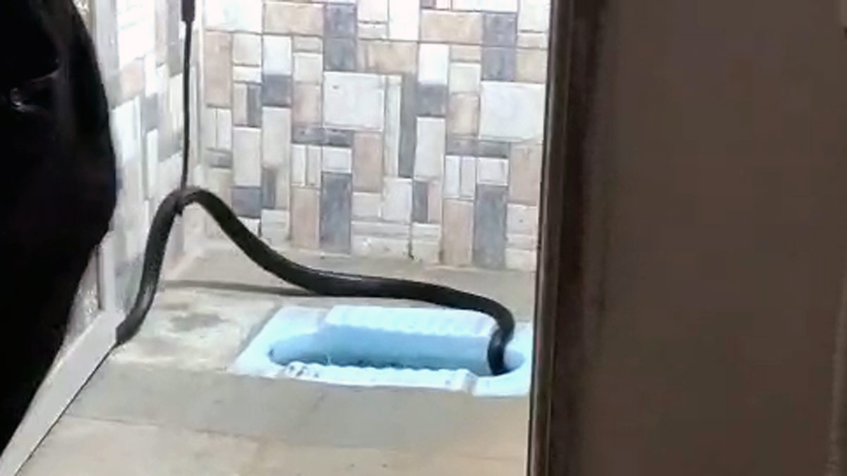 टॉयलेट की सीट से निकला कोबरा 