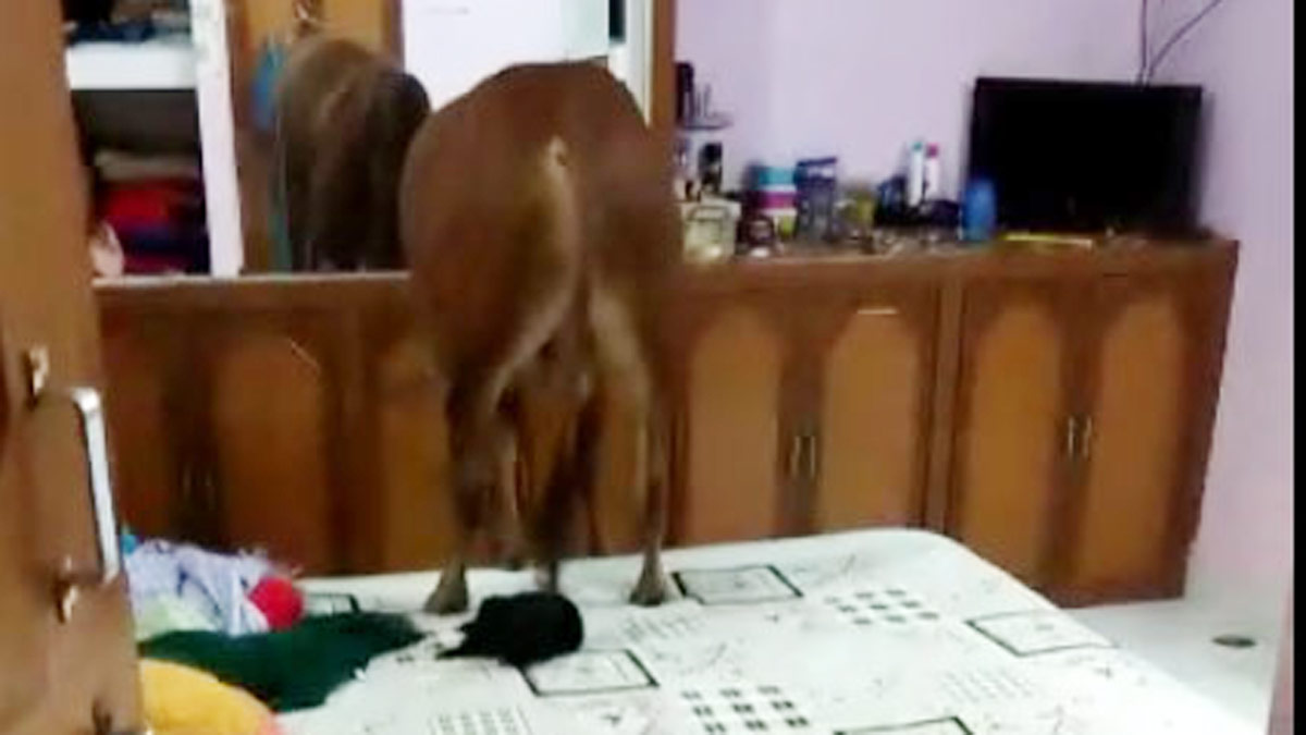 तीन मंजिला मकान के कमरे में पहुंच गया सांड