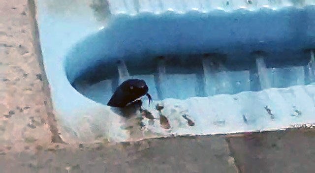  टॉयलेट की सीट से निकला कोबरा 