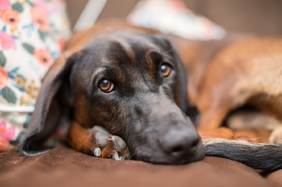 Dog buried under rocks  