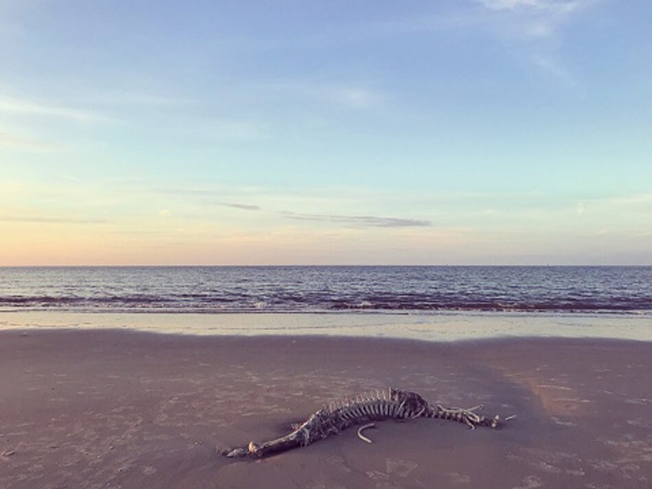 Skeleton of a mermaid 