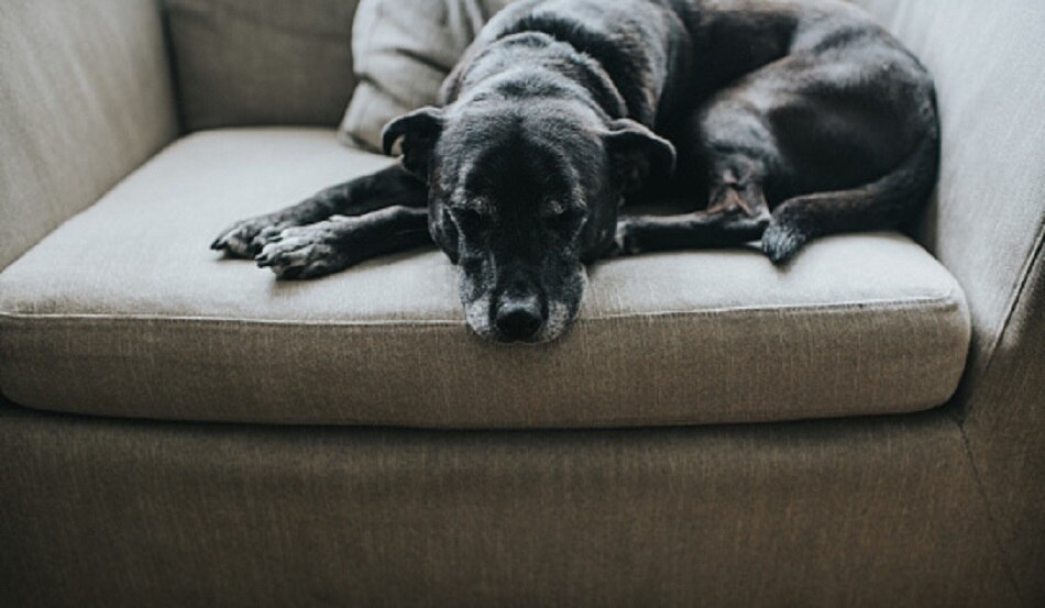 Dog buried under rocks