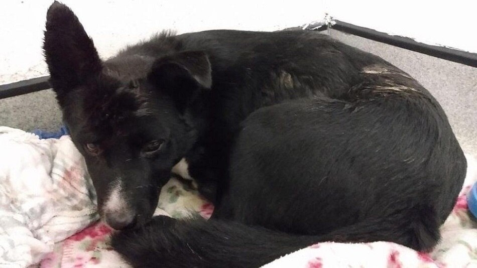 Dog buried under rocks
