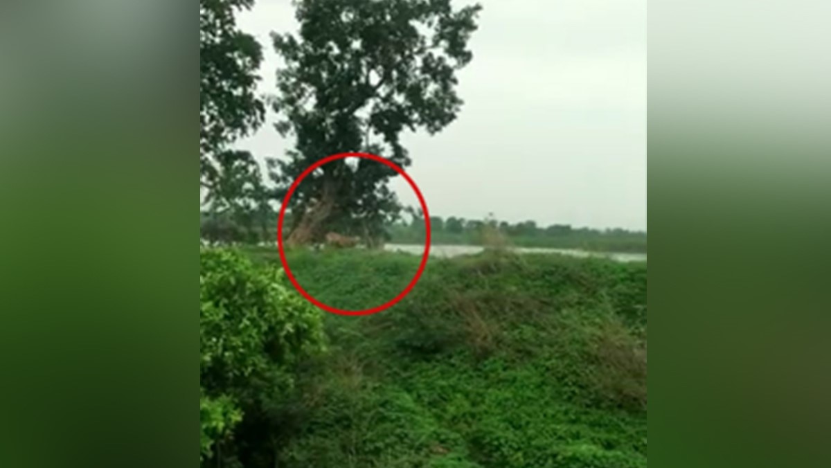 बाघ और गांववालो के बीच हुई झड़प