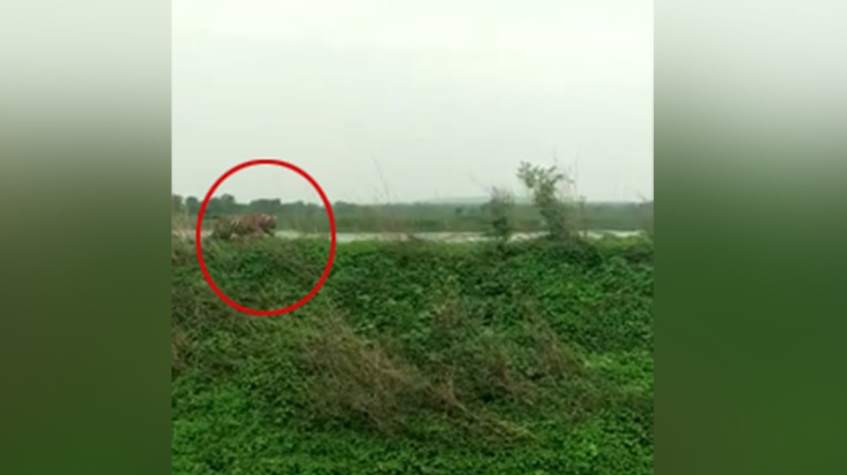 बाघ और गांववालो के बीच हुई झड़प