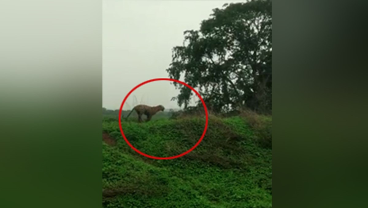 बाघ और गांववालो के बीच हुई झड़प