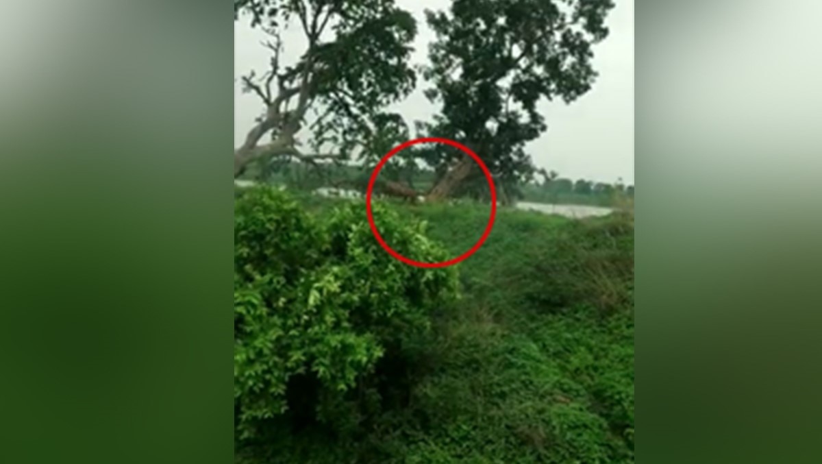 बाघ और गांववालो के बीच हुई झड़प