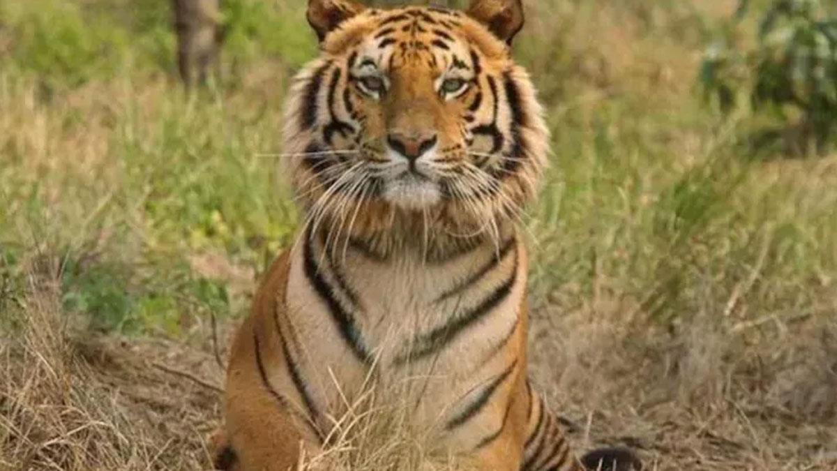 बाघ और गांववालो के बीच हुई झड़प