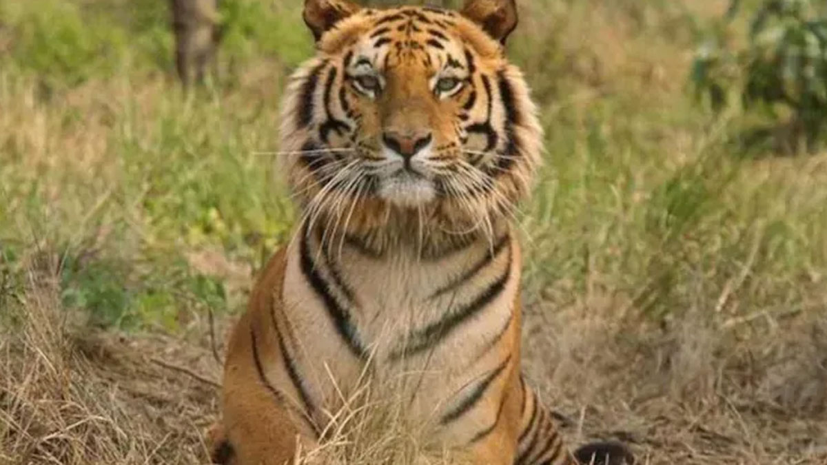 बाघ और गांववालो के बीच हुई झड़प