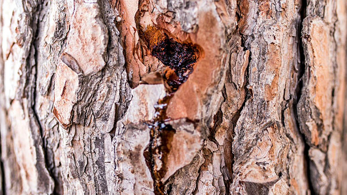 Scientist Shoots trees