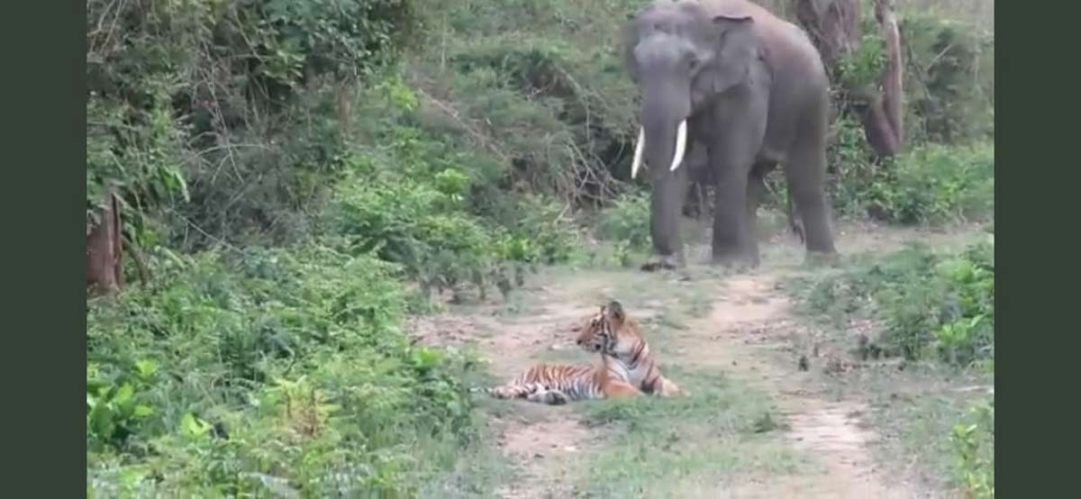 Tiger elephant viral video