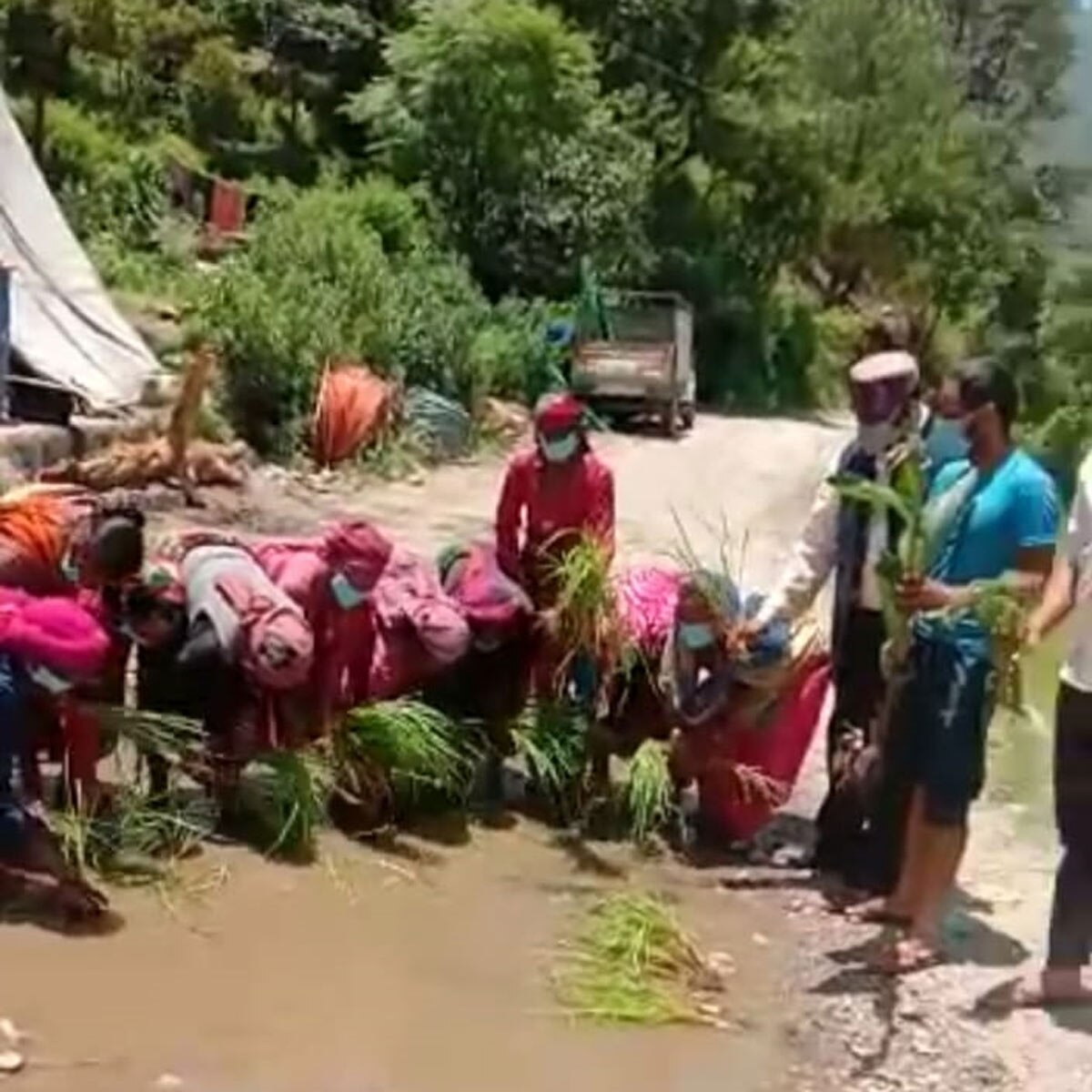 Villager Planted Paddy On Road