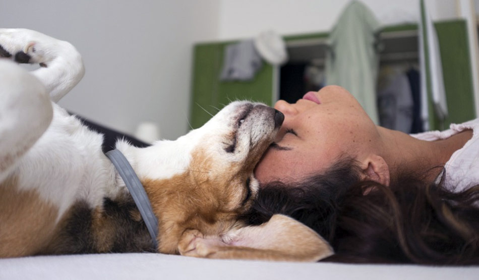 पालतु जानवर4