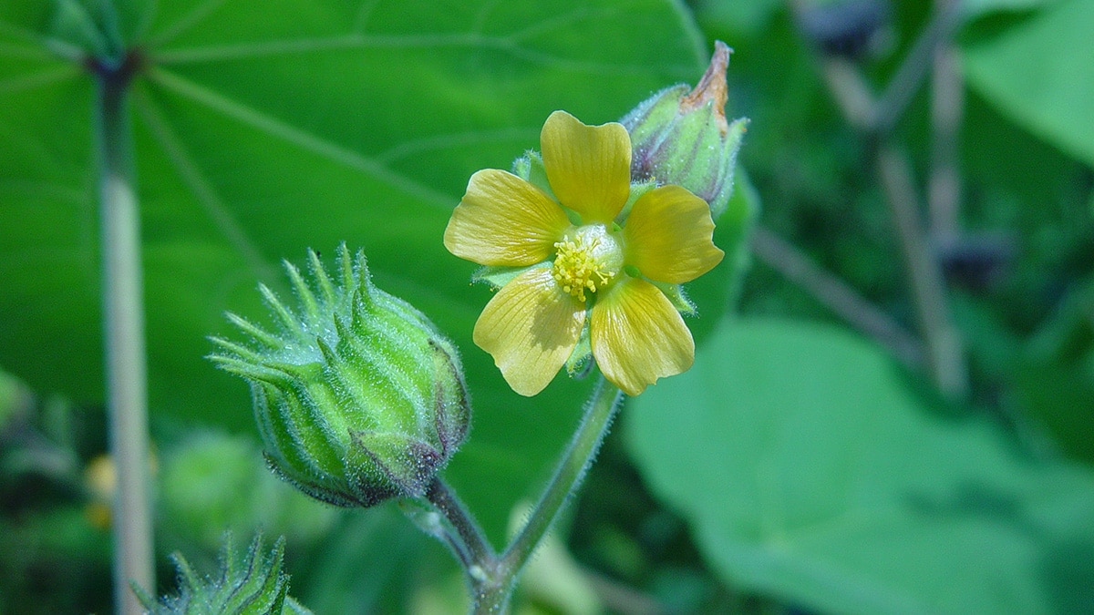 मखमली पौधा