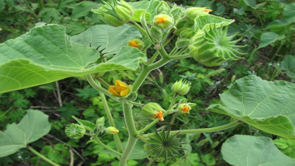 मखमली पौधा