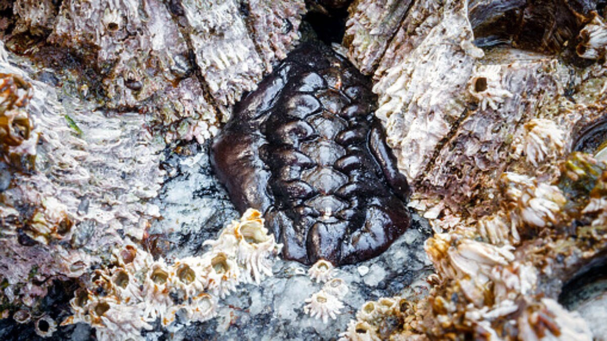 Wandering Meatloaf Iron teeth