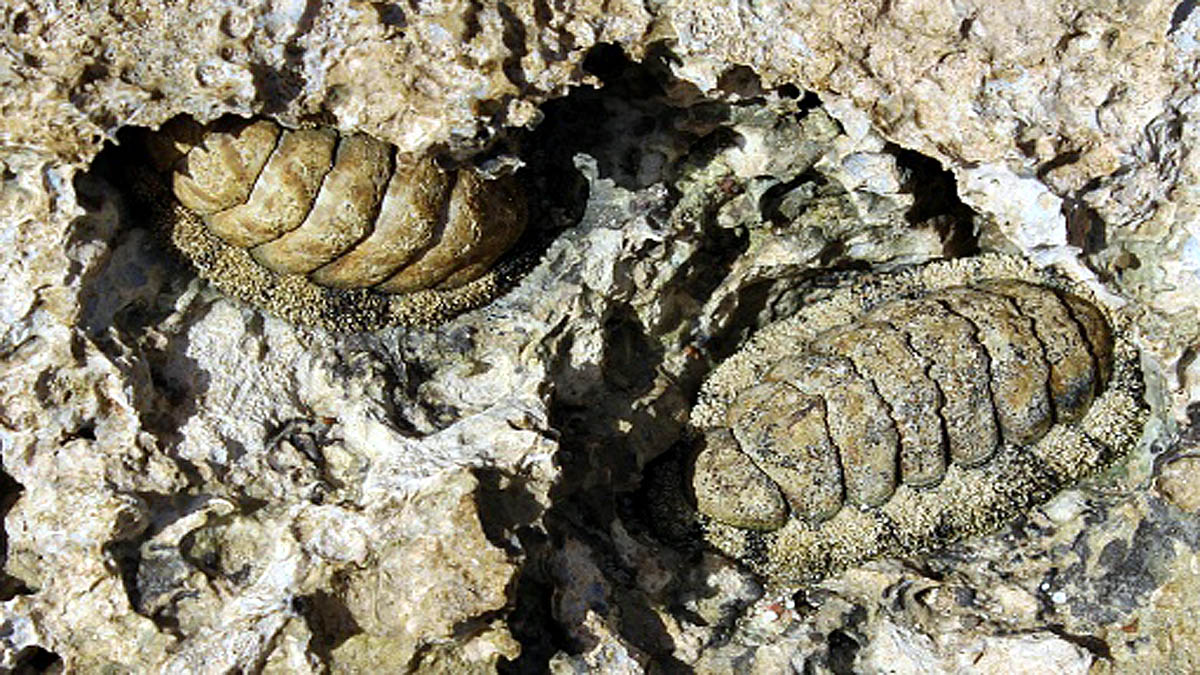 Wandering Meatloaf Iron teeth