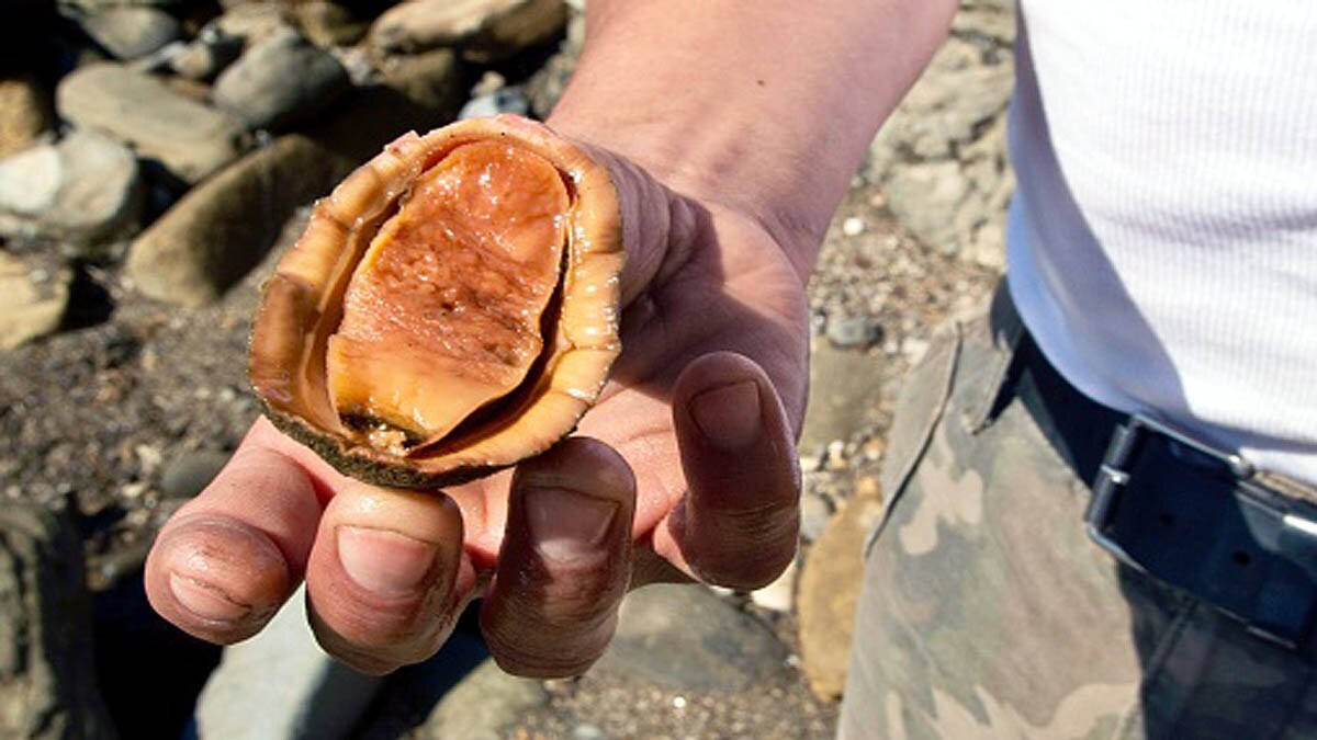 Wandering Meatloaf Iron teeth
