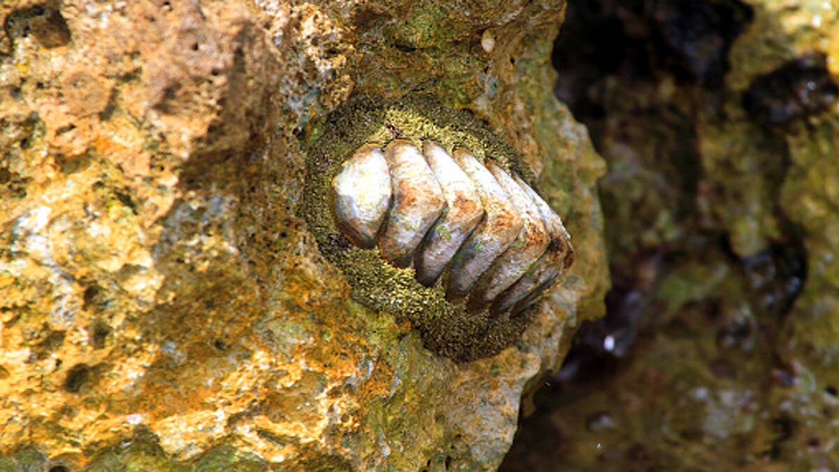 Wandering Meatloaf Iron teeth