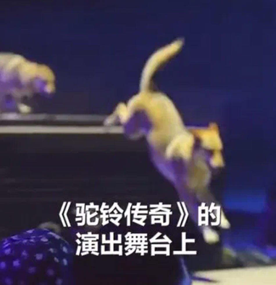 30 wolves chasing actors 