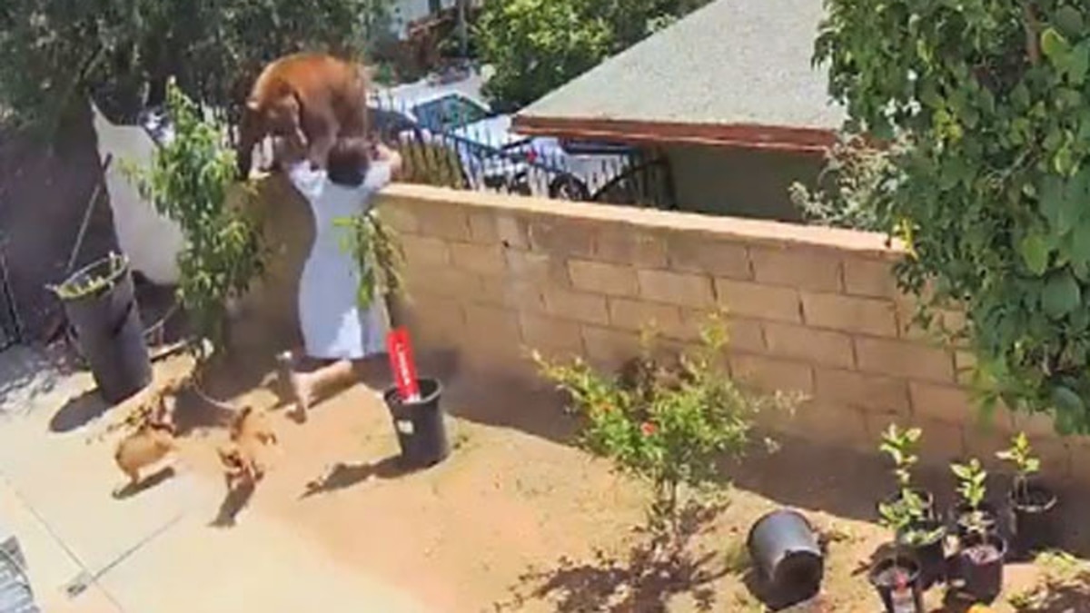 girl fights with bear