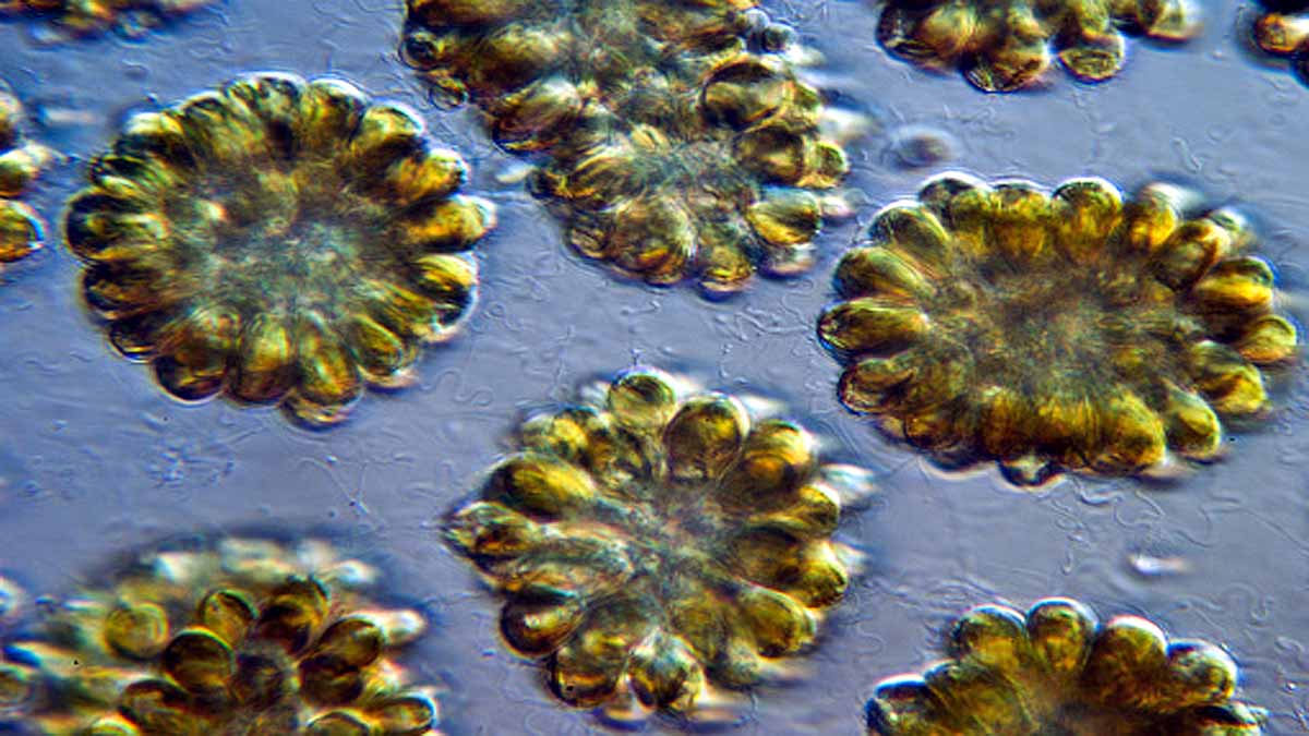 24000 year old zombies