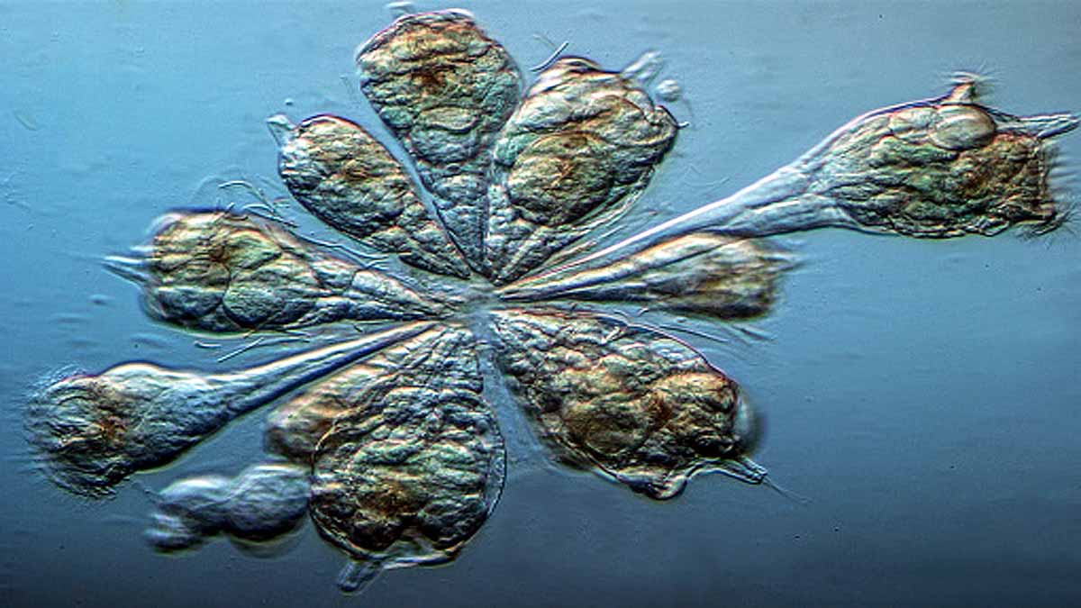 24000 year old zombies