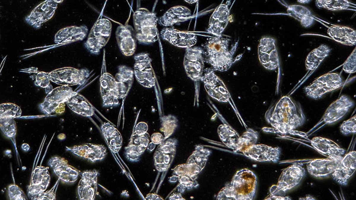 24000 year old zombies