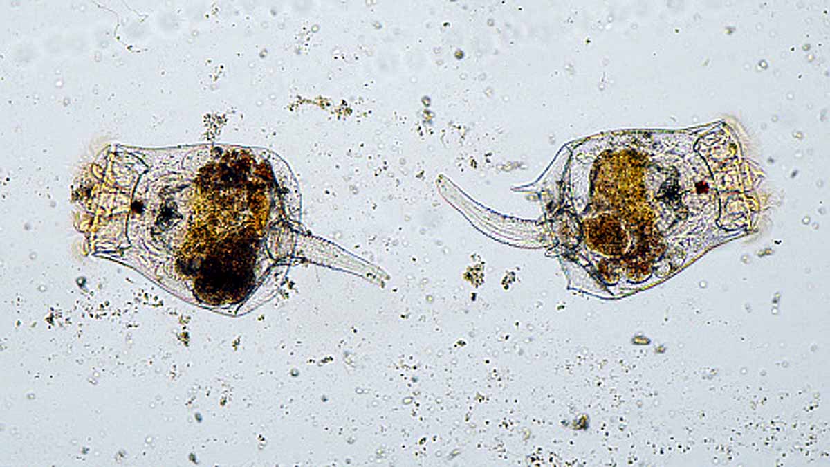 24000 year old zombies