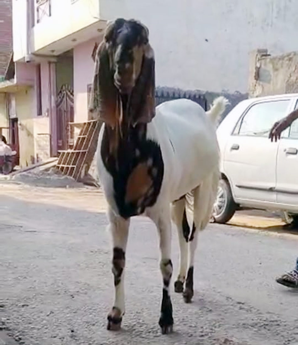  लखनऊ - बुलंदशहर में बिके सबसे महंगे बकरे 
