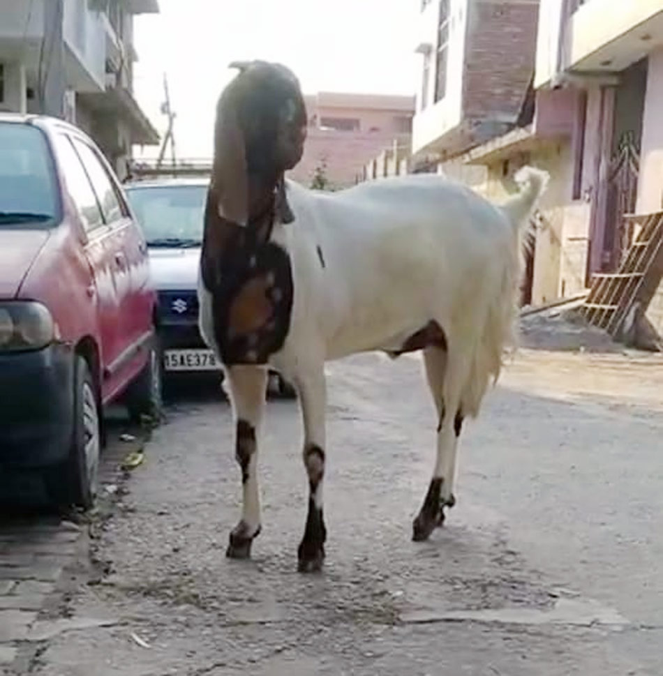 लखनऊ - बुलंदशहर में बिके सबसे महंगे बकरे 