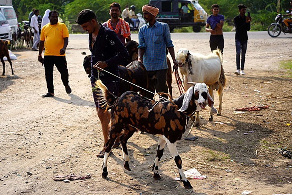 pakistan goat Bakrid 