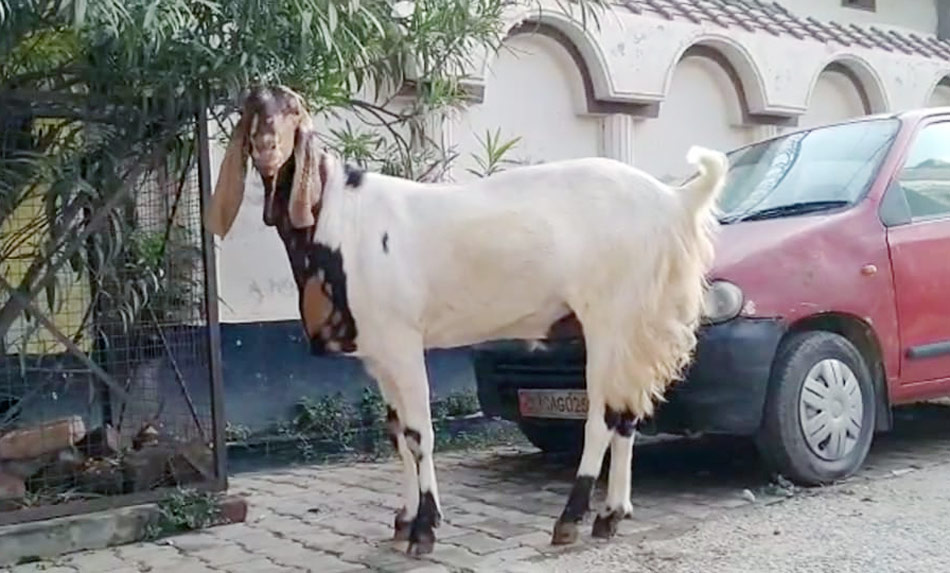 लखनऊ - बुलंदशहर में बिके सबसे महंगे बकरे 