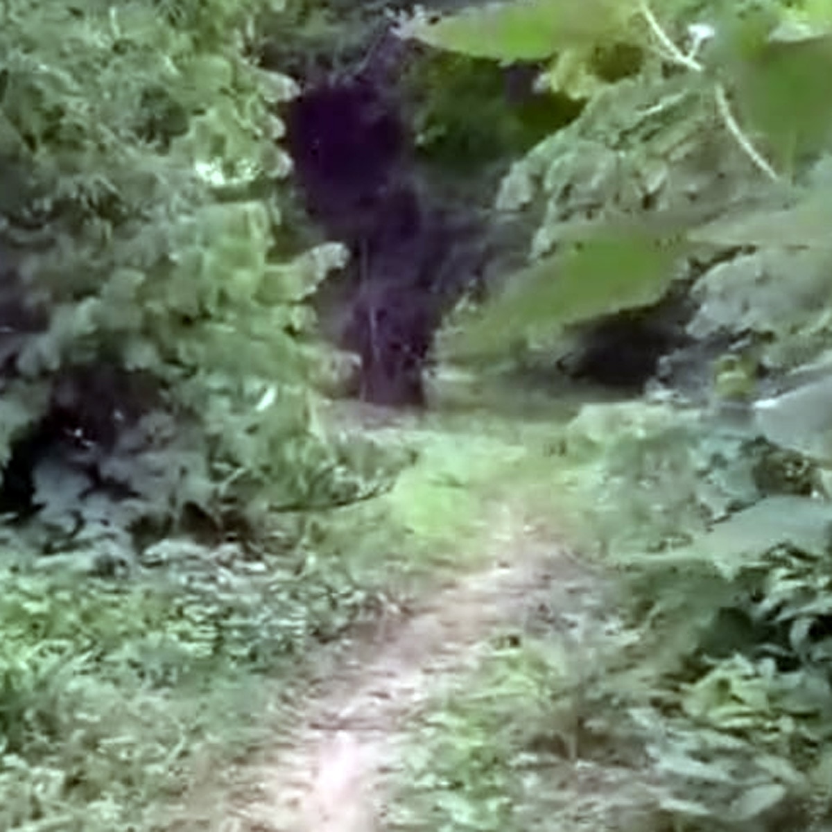 Brave mother fought with leopard