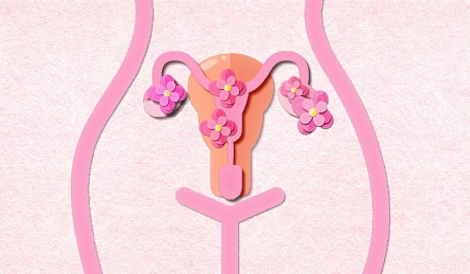 uteruses