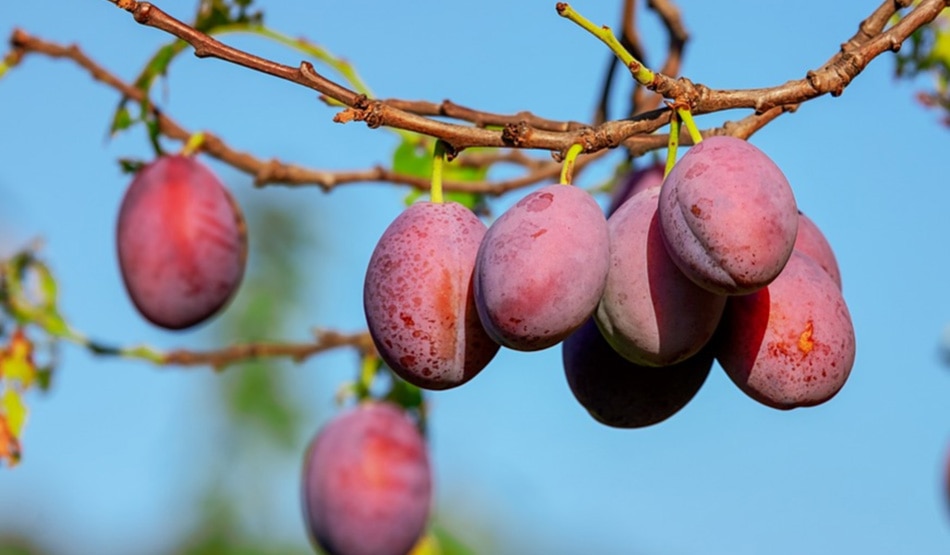 आलूबुखारे2