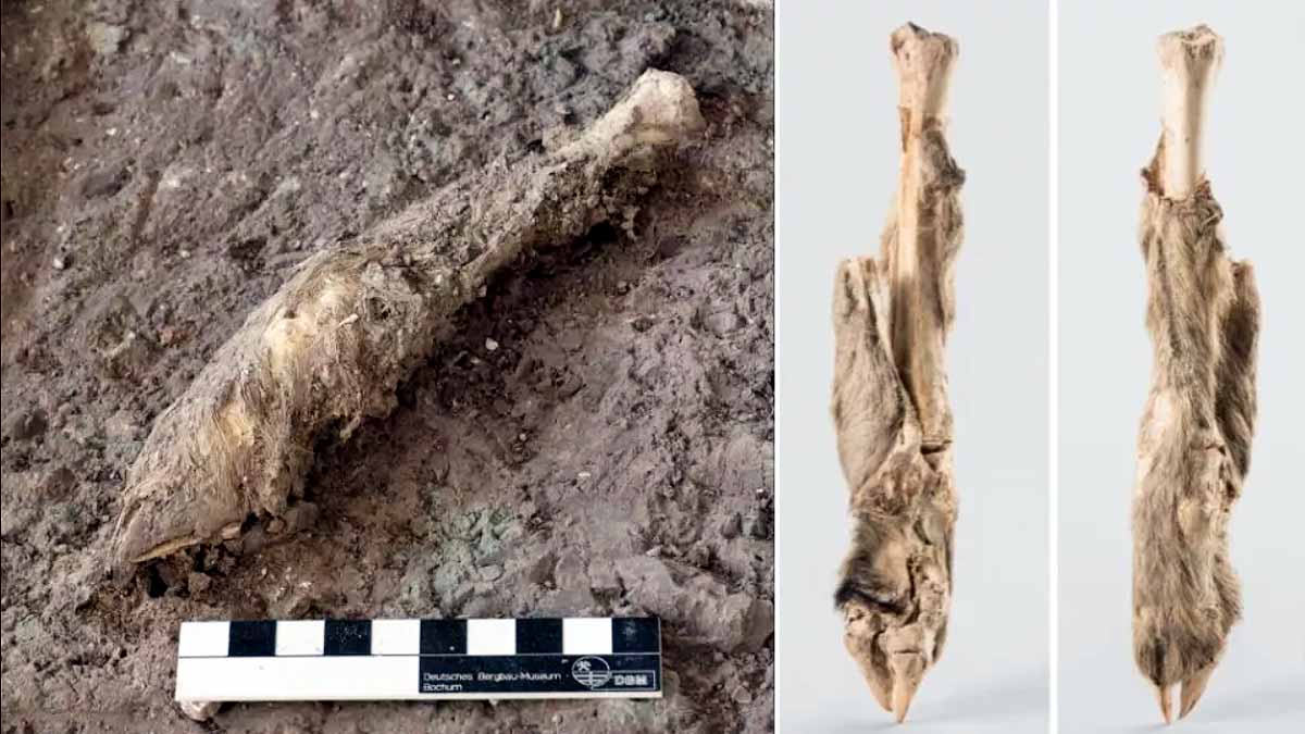 Pristine DNA Sheep Mummy 