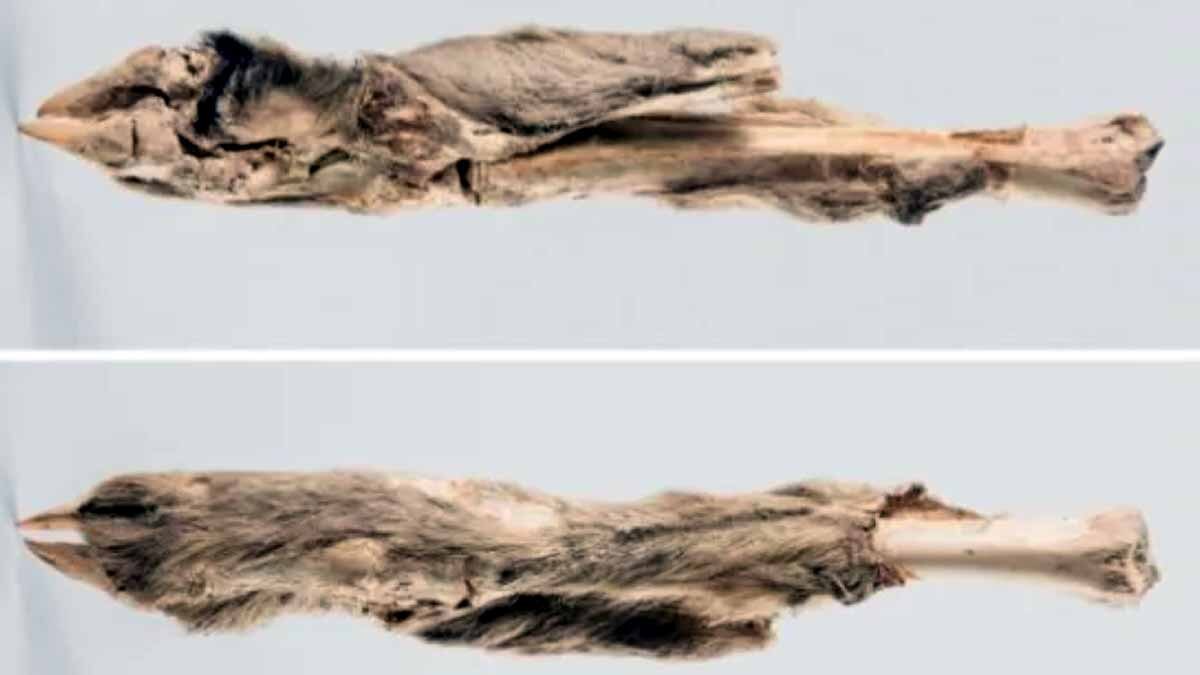 Pristine DNA Sheep Mummy 
