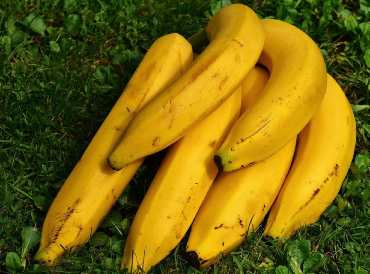 नॉन ऑर्गेनिक केले