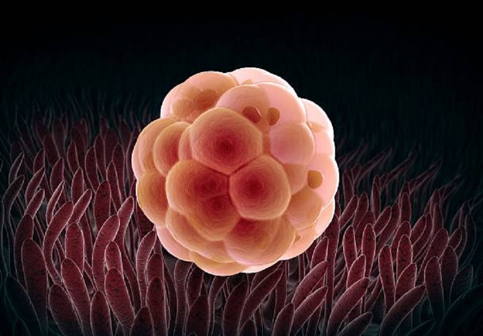 क्यों और कैसे पैदा होते हैं जुड़वां बच्चे?