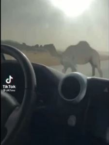  camel