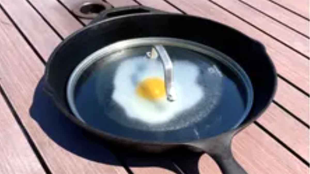 Heatwave Sea Creatures Died