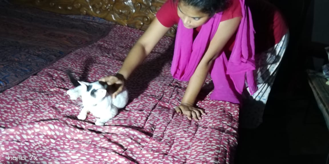 बिल्ली ने दिखाई बहादुरी