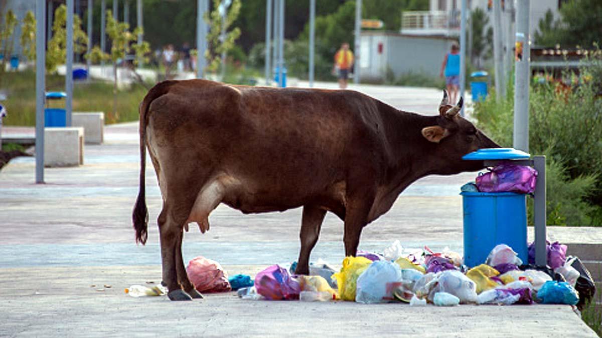 Microbes Cow Stomach Plastics
