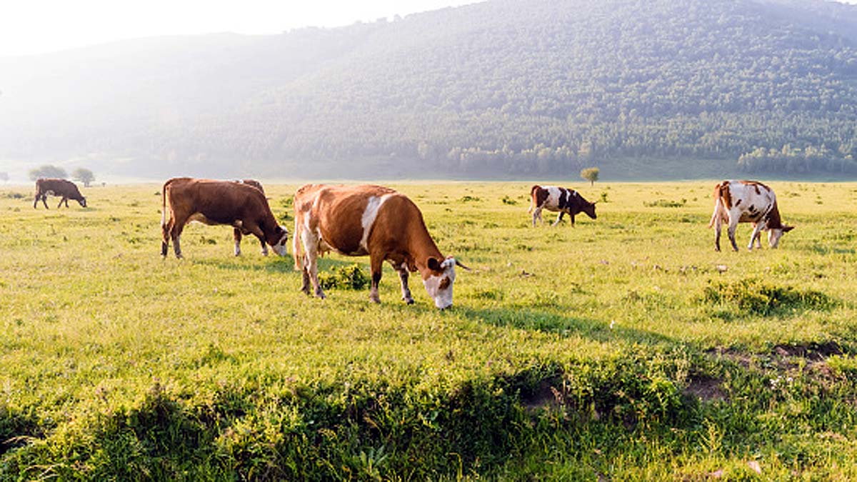 Microbes Cow Stomach Plastics