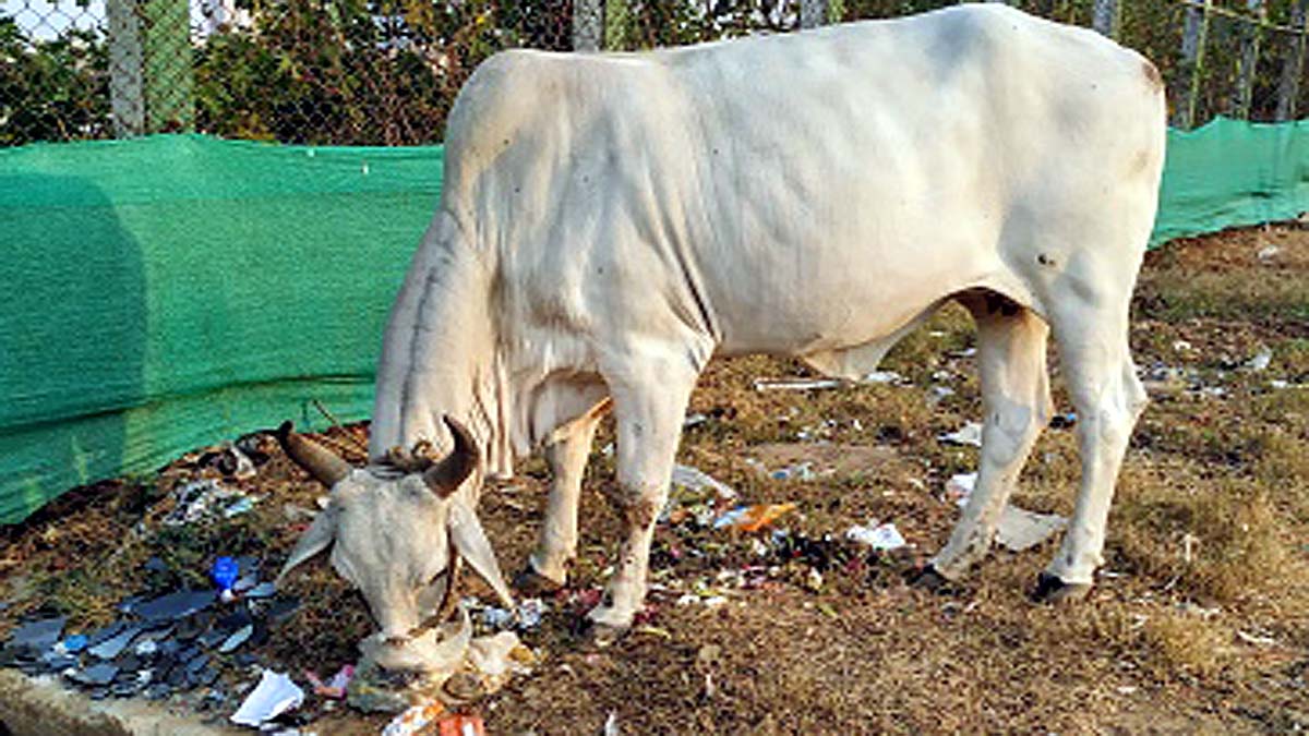 Microbes Cow Stomach Plastics