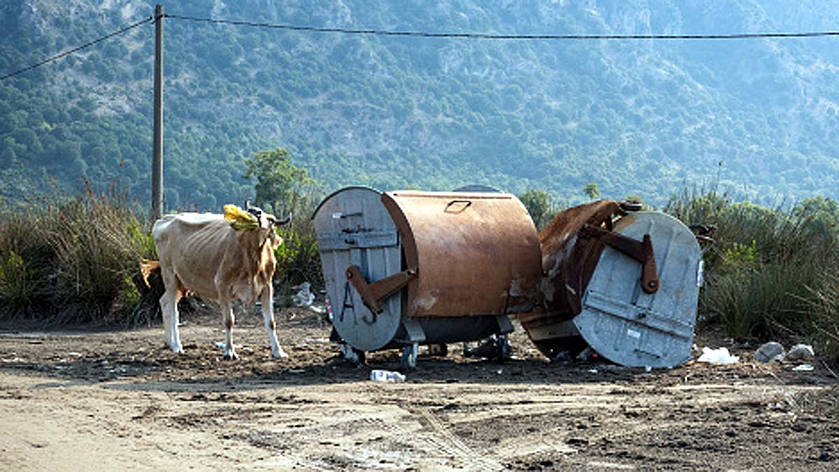 Microbes Cow Stomach Plastics