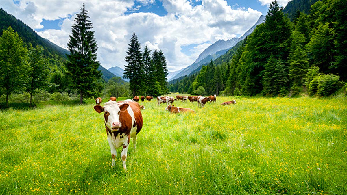 Microbes Cow Stomach Plastics